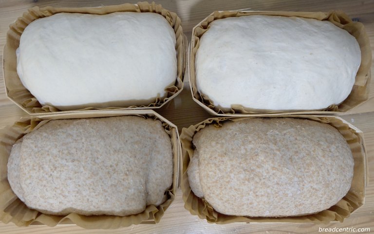 Proofed loaves