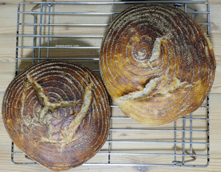Wheat sourdough bread